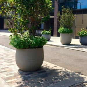 Вазон Сомелія